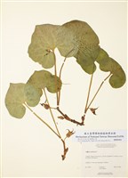 藏品(加拿大細辛)的圖片